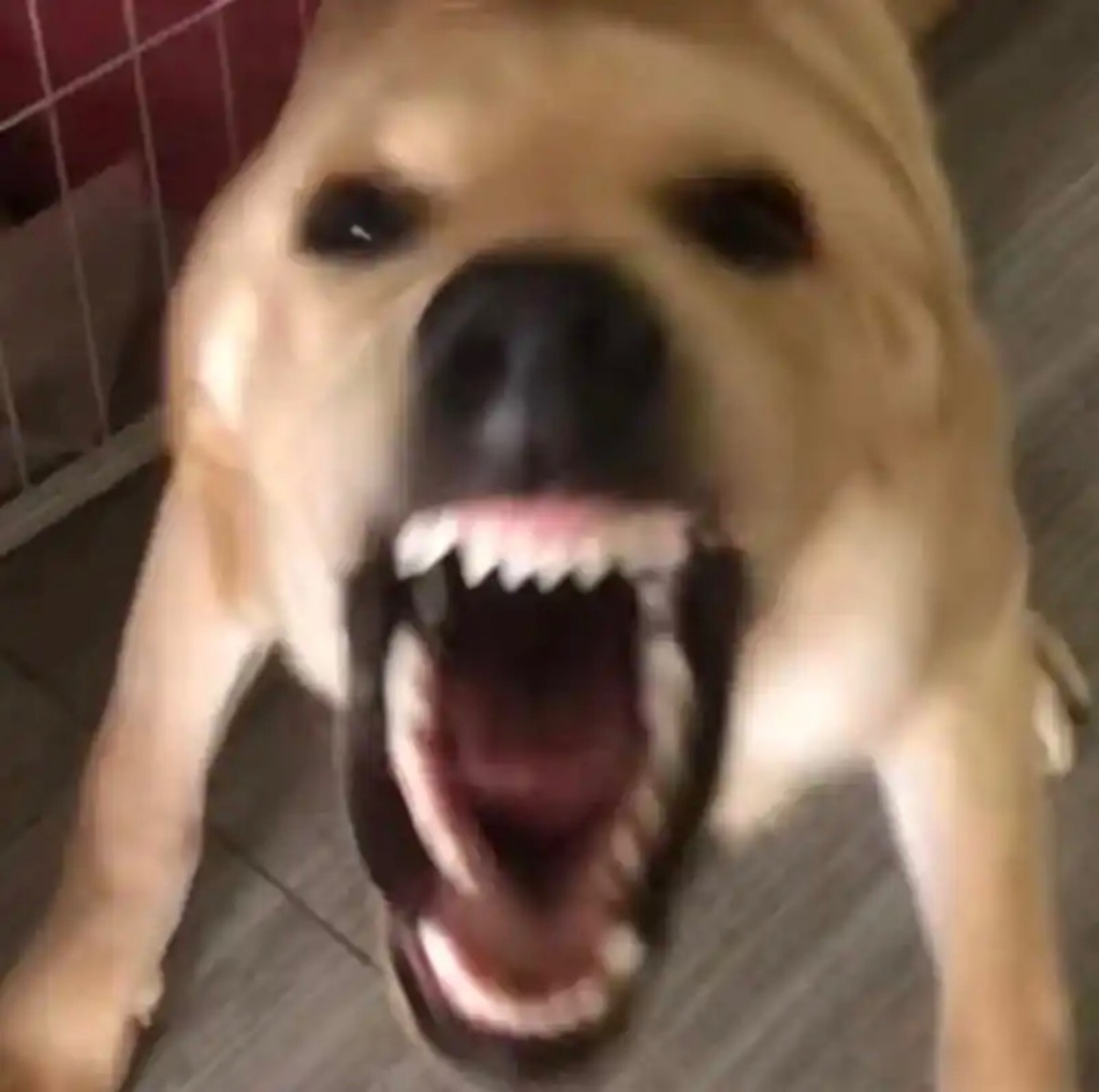 dog bark logo